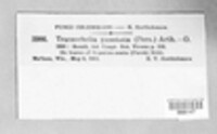 Tranzschelia discolor image